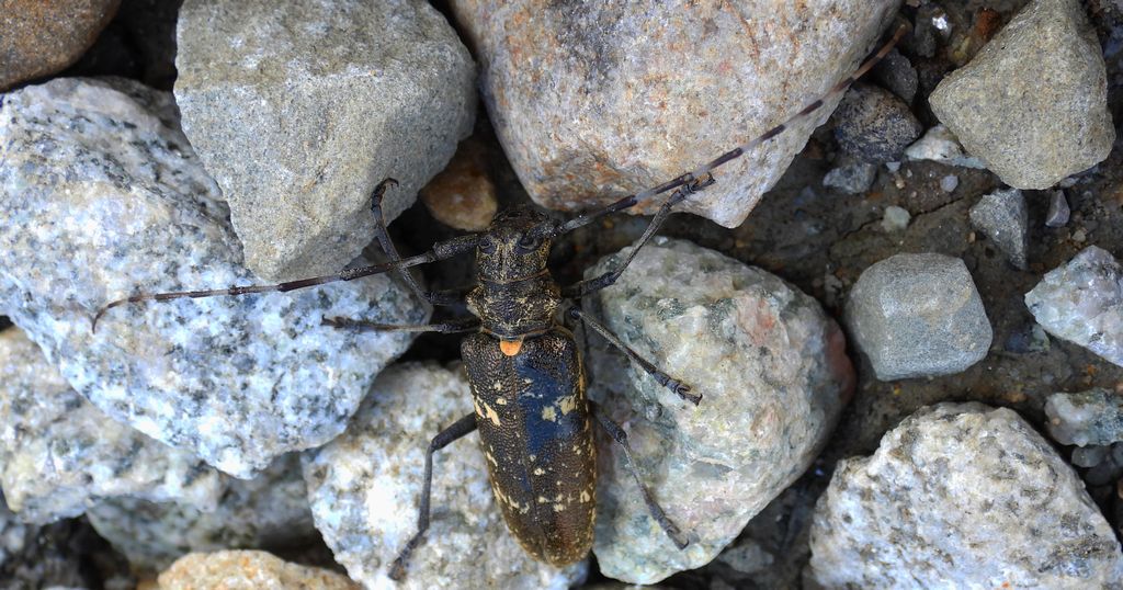 Żerdzianka krawiec (Monochamus sartor)