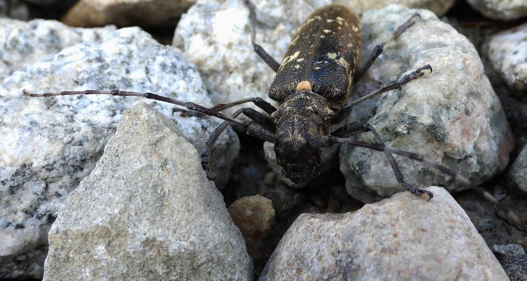 Żerdzianka krawiec (Monochamus sartor)