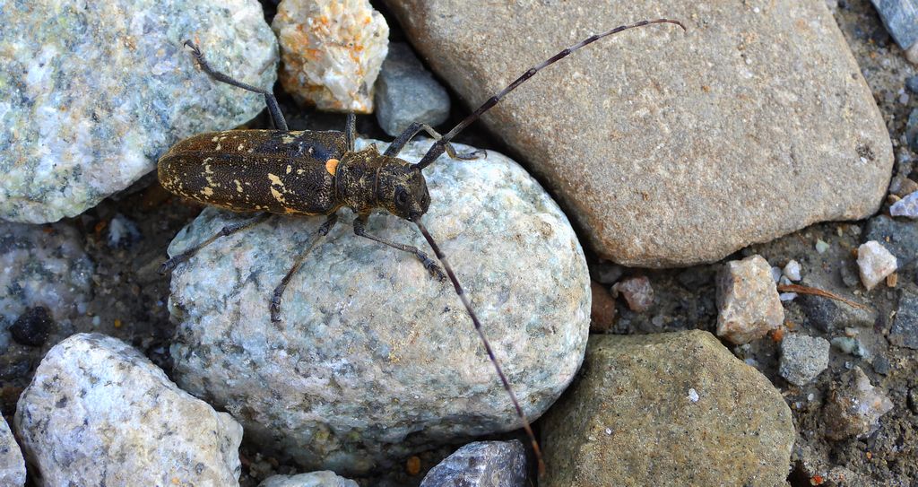 Żerdzianka krawiec (Monochamus sartor)