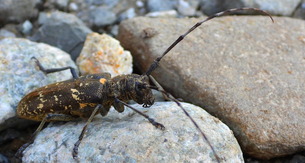 Żerdzianka krawiec (Monochamus sartor)