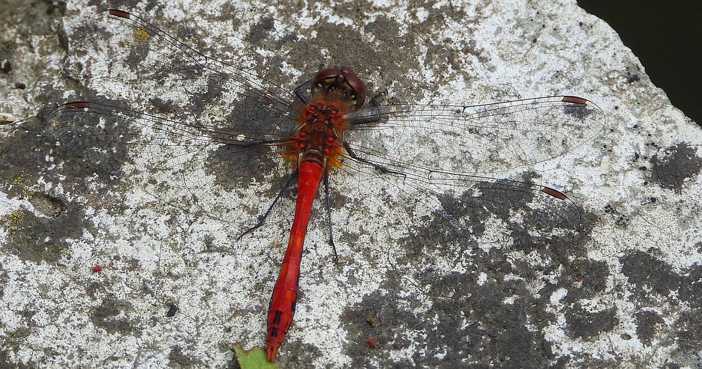 Szablak krwisty (Sympetrum sanguineum)