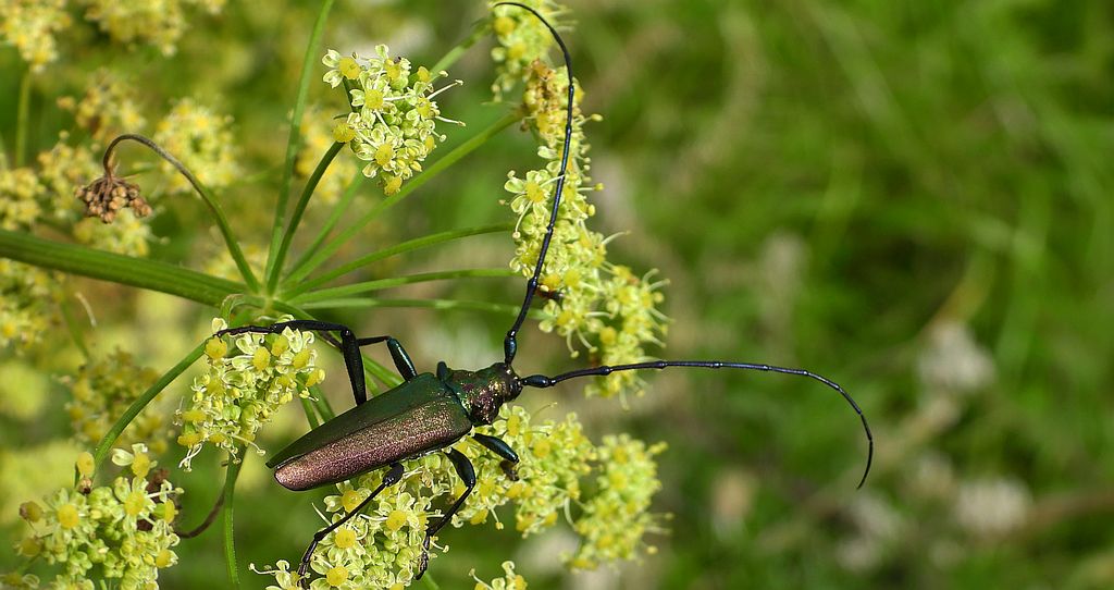 Wonnica piżmówka (Aromia moschata)