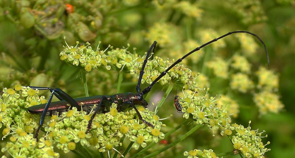 Wonnica piżmówka (Aromia moschata)
