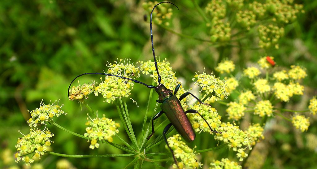 Wonnica piżmówka (Aromia moschata)