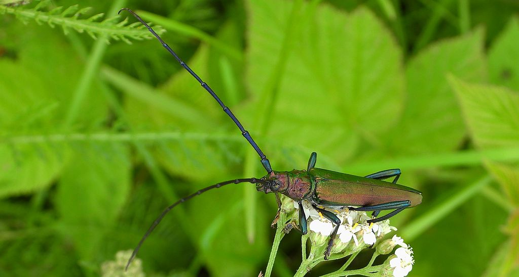 Wonnica piżmówka (Aromia moschata)