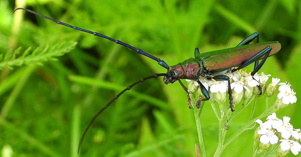 Wonnica piżmówka (Aromia moschata)