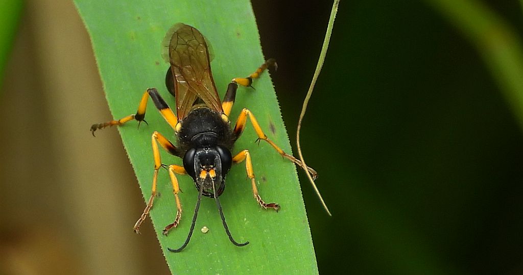 Gliniarz naścienny (Sceliphron destillatorium)