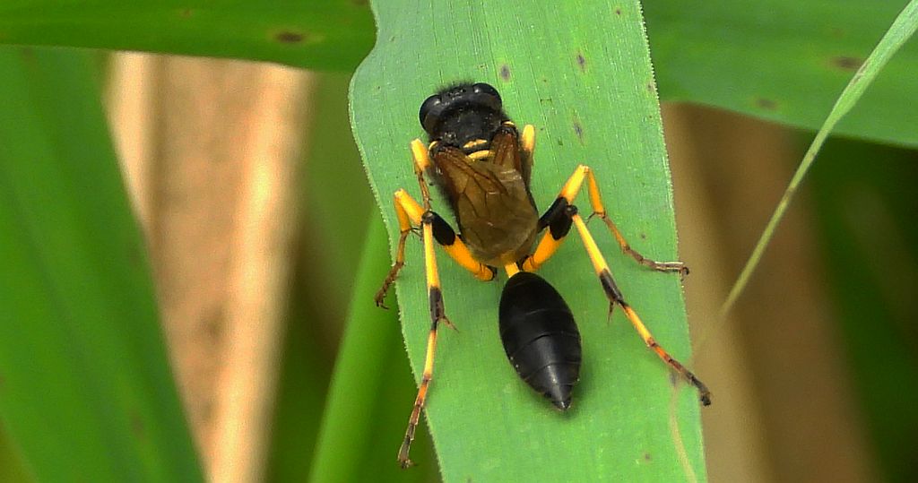 Gliniarz naścienny (Sceliphron destillatorium)