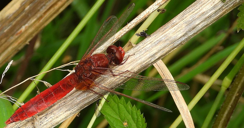 Szafranka czerwona (Crocothemis erythraea)