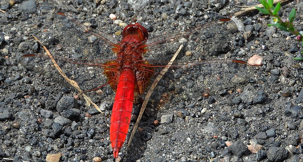 Szafranka czerwona (Crocothemis erythraea)