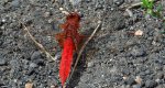 Szafranka czerwona (Crocothemis erythraea)