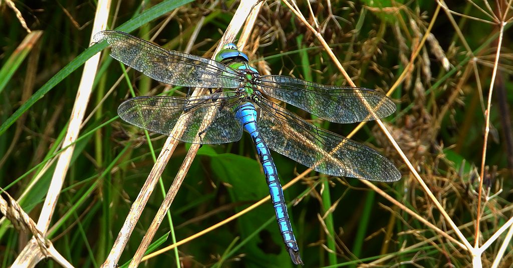 Husarz władca (Anax imperator)