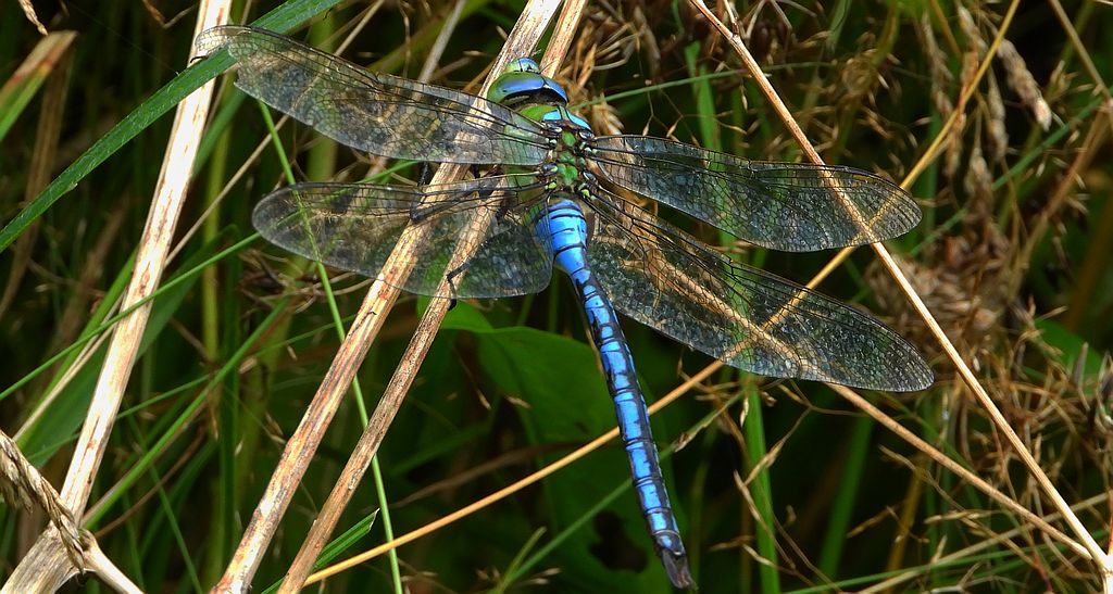 Husarz władca (Anax imperator)