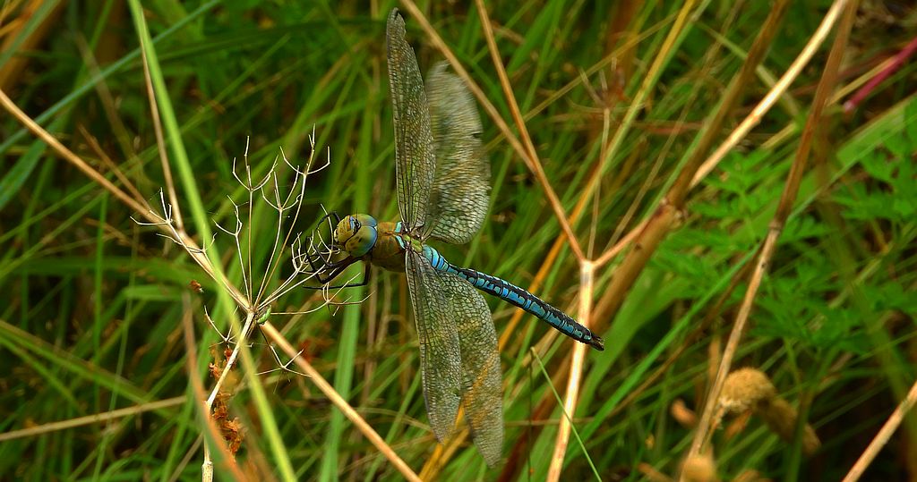 Husarz władca (Anax imperator)