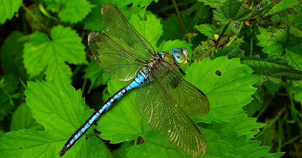Husarz władca (Anax imperator)