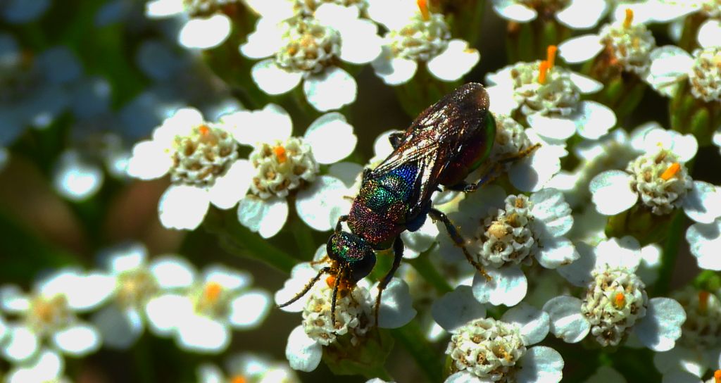 Powabnica blondynka (Hedychrum rutilans)
