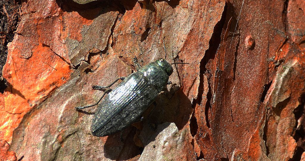 Bogatek spiżowy (Buprestis haemorrhoidalis)