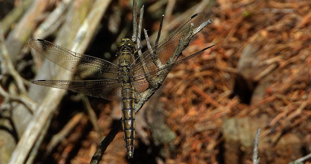 Lecicha pospolita (Orthetrum cancellatum)