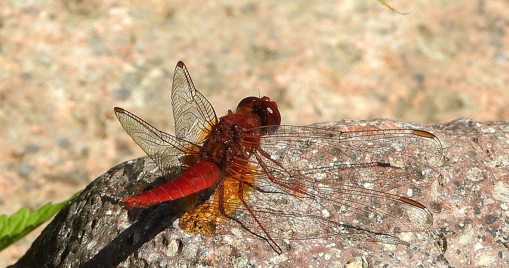 Szafranka czerwona (Crocothemis erythraea)