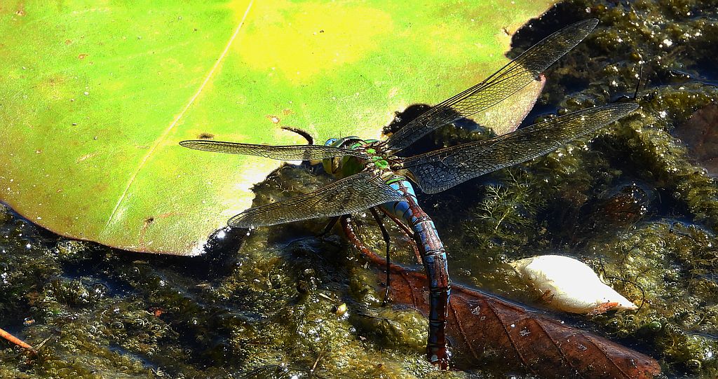 Husarz władca (Anax imperator)