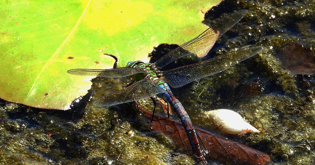 Husarz władca (Anax imperator)