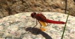 Szafranka czerwona (Crocothemis erythraea)
