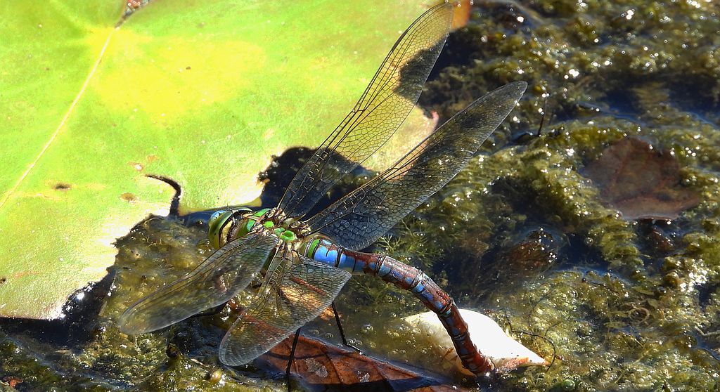 Husarz władca (Anax imperator)