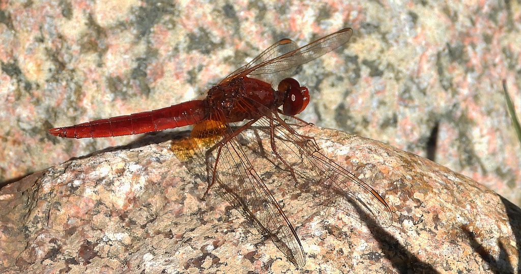 Szafranka czerwona (Crocothemis erythraea)