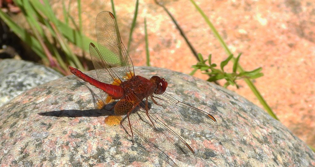 Szafranka czerwona (Crocothemis erythraea)