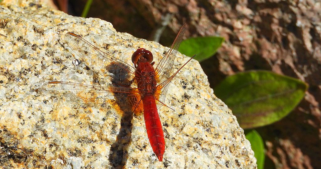 Szafranka czerwona (Crocothemis erythraea)