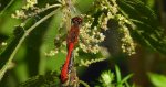 Szablak krwisty (Sympetrum sanguineum)