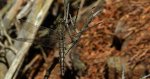 Lecicha pospolita (Orthetrum cancellatum)