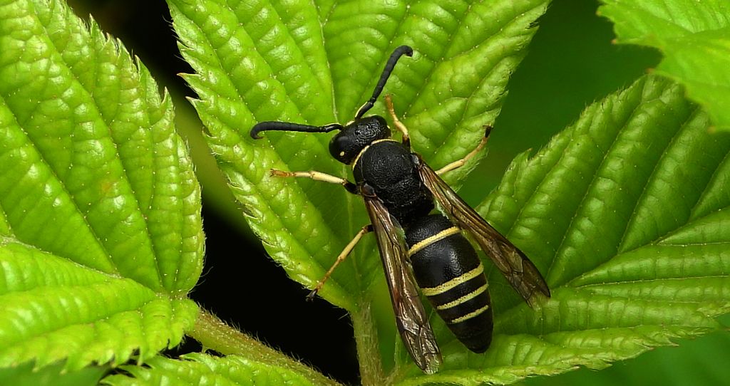 Bolica czarnogłowa (Odynerus melanocephalus)
