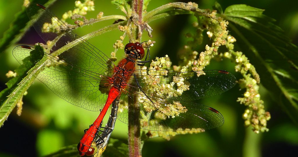 Szablak krwisty (Sympetrum sanguineum)