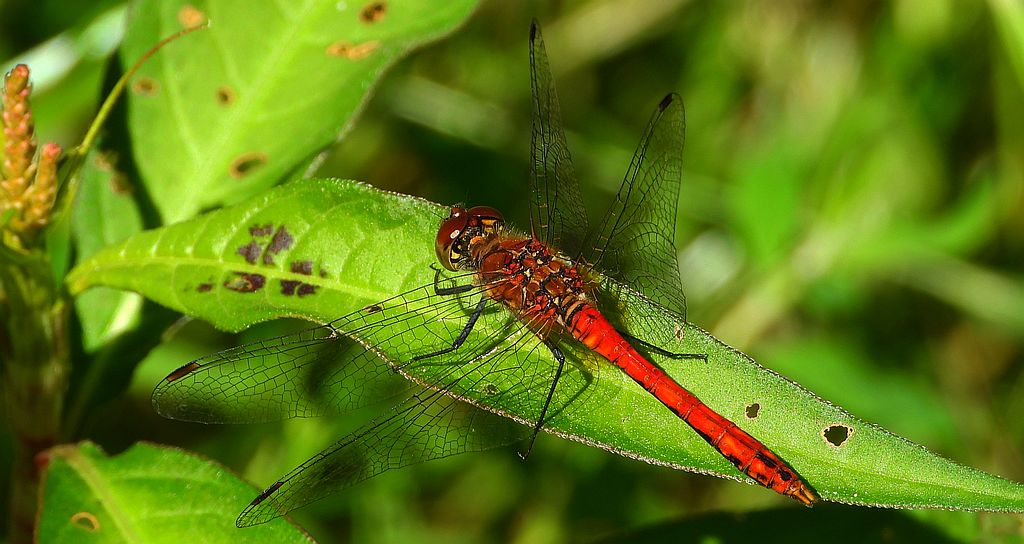 Szablak krwisty (Sympetrum sanguineum)