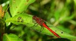 Szablak krwisty (Sympetrum sanguineum)