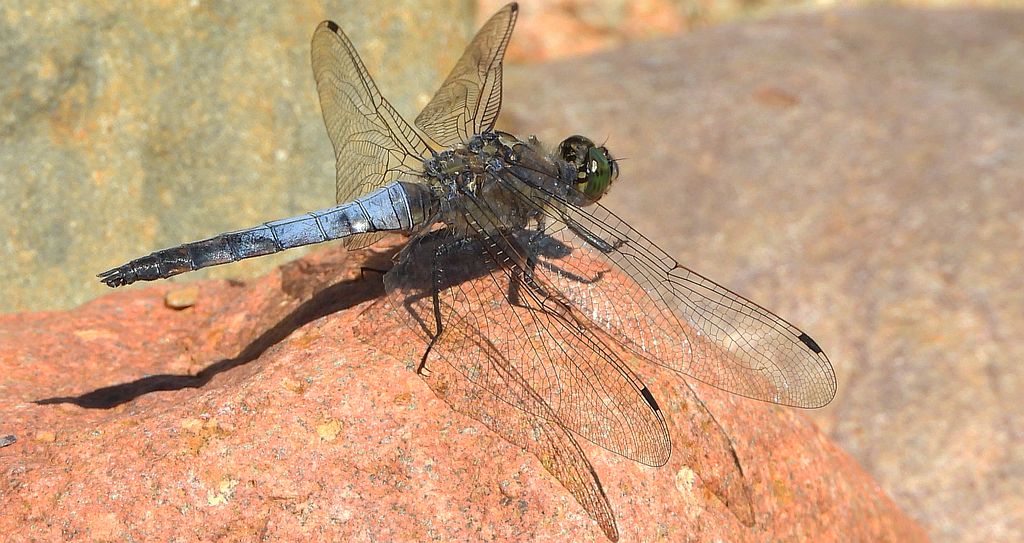 Lecicha białoznaczna (Orthetrum albistylum)