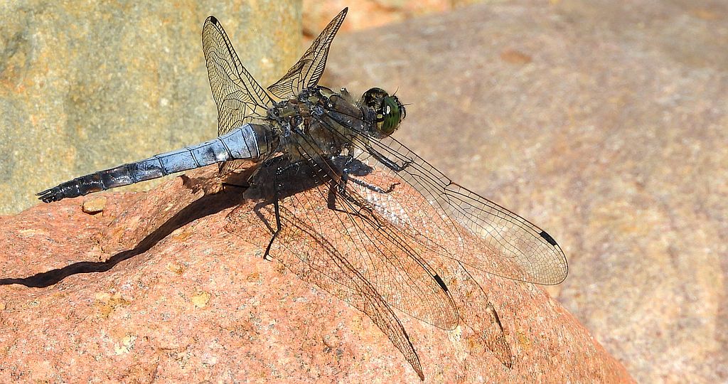 Lecicha białoznaczna (Orthetrum albistylum)