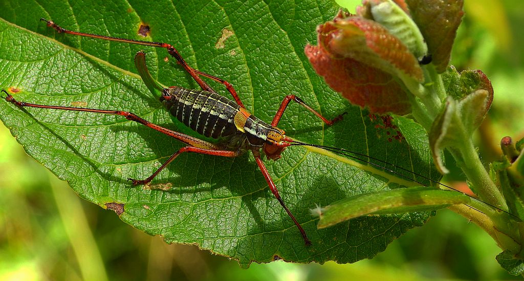 Opaślik sosnowiec (Barbitistes constrictus)