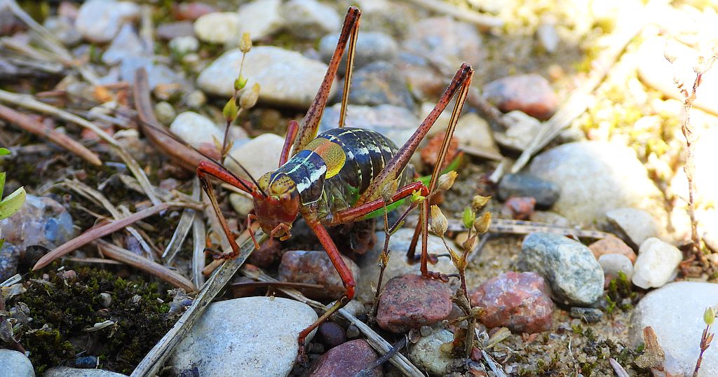 Opaślik sosnowiec (Barbitistes constrictus)