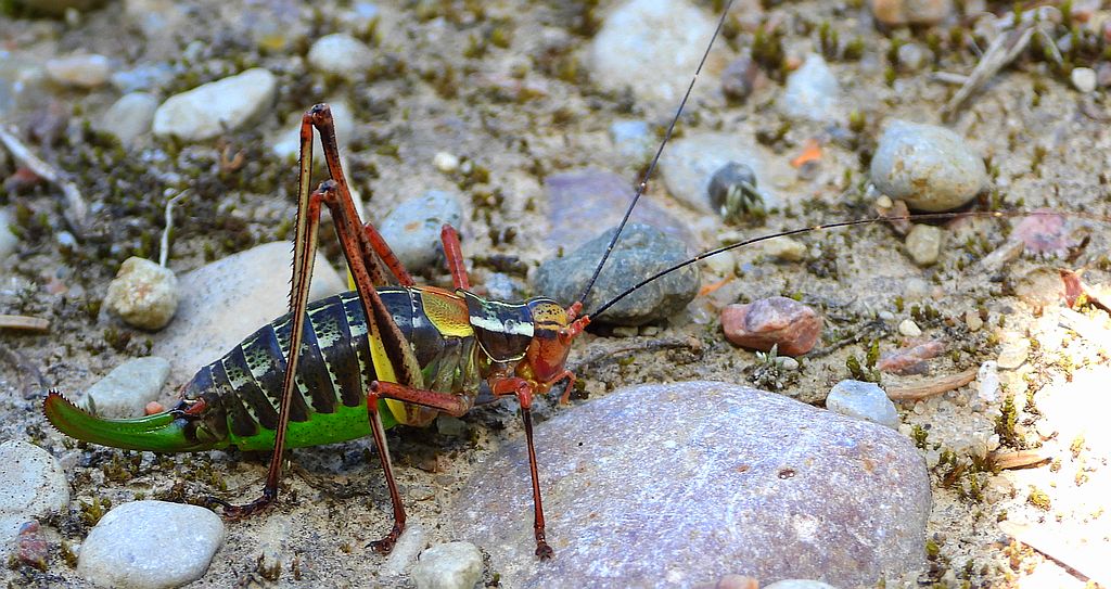Opaślik sosnowiec (Barbitistes constrictus)