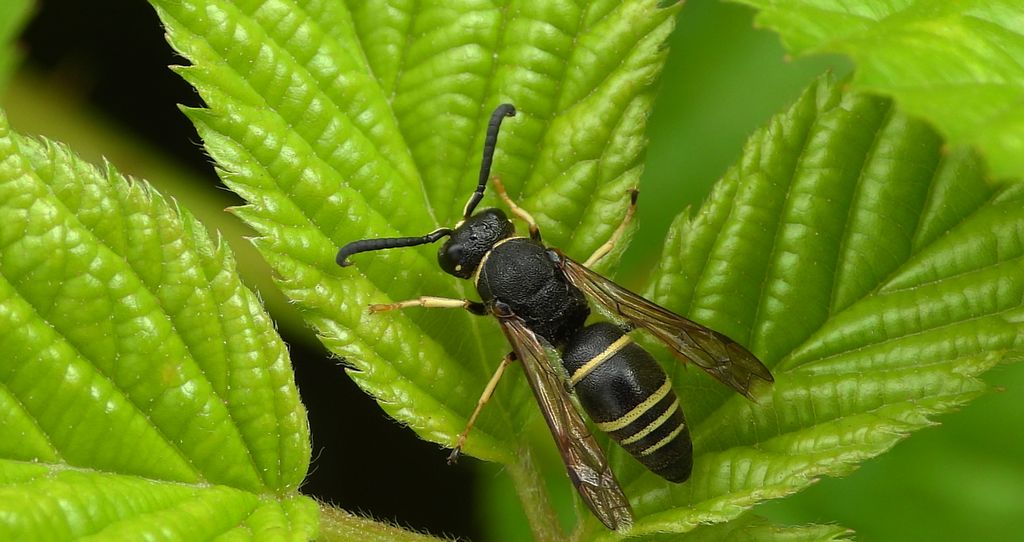 Bolica czarnogłowa (Odynerus melanocephalus)