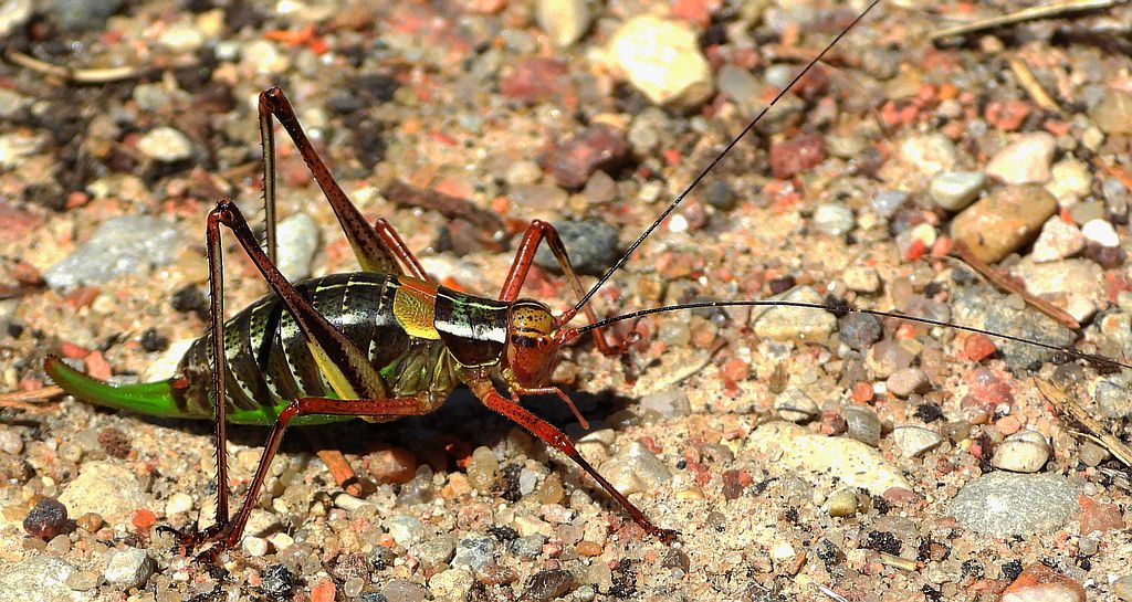 Opaślik sosnowiec (Barbitistes constrictus)