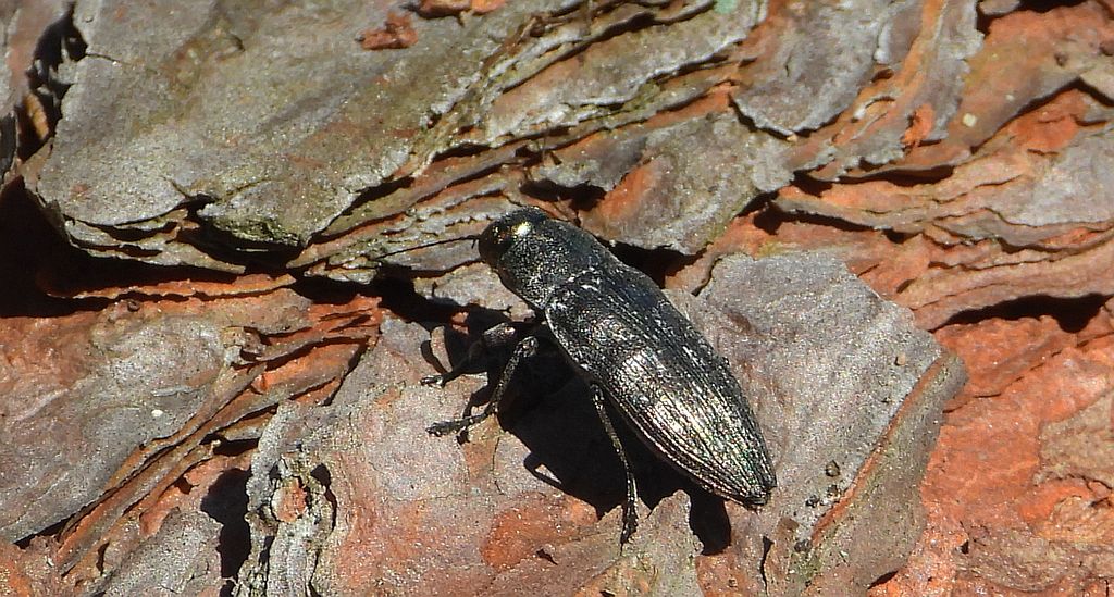 Bogatek spiżowy (Buprestis haemorrhoidalis)