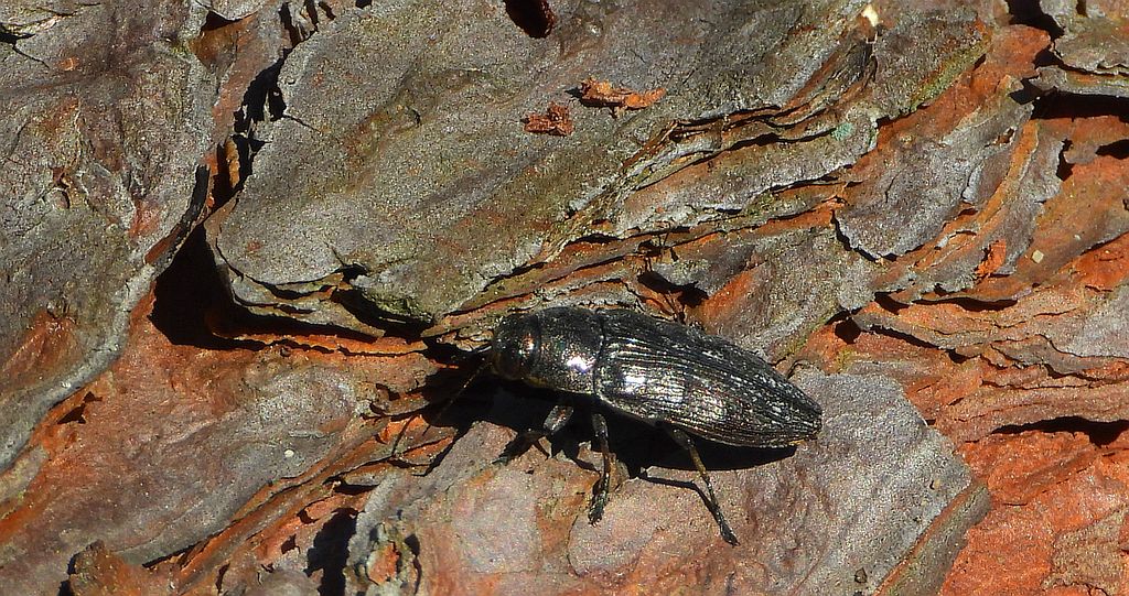 Bogatek spiżowy (Buprestis haemorrhoidalis)