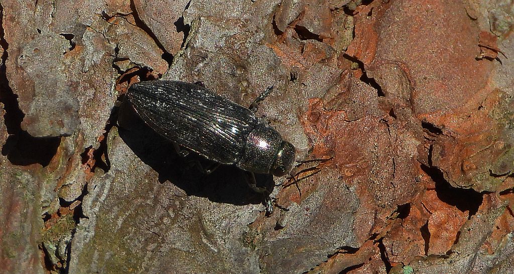 Bogatek spiżowy (Buprestis haemorrhoidalis)