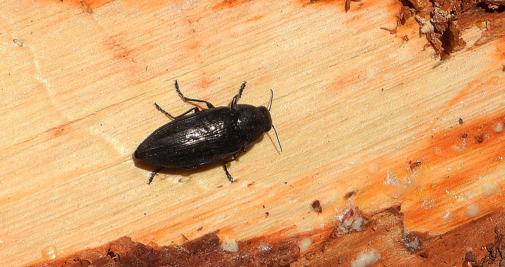Bogatek spiżowy (Buprestis haemorrhoidalis)