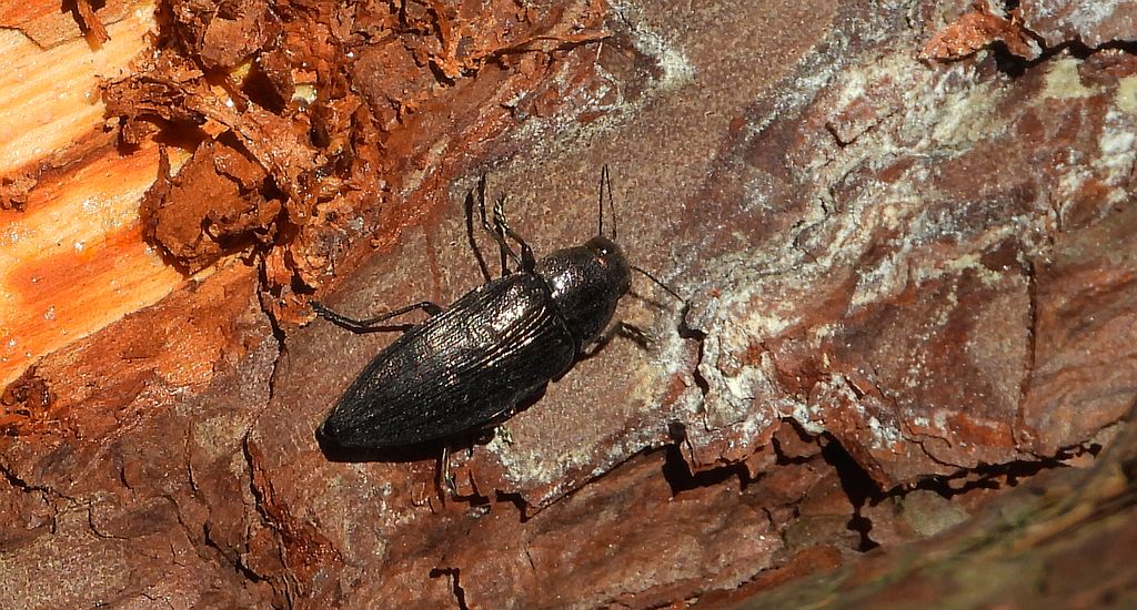 Bogatek spiżowy (Buprestis haemorrhoidalis)