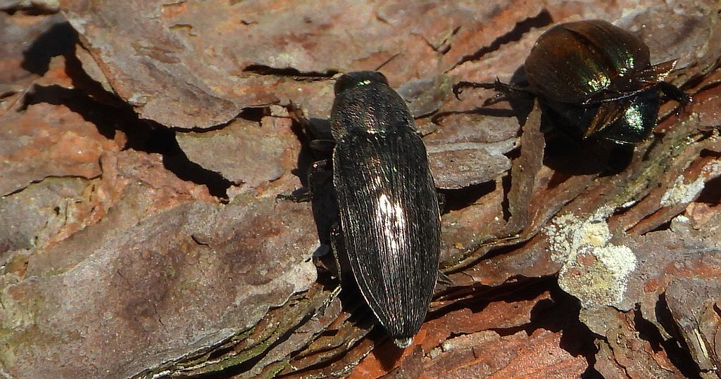 Bogatek spiżowy (Buprestis haemorrhoidalis)