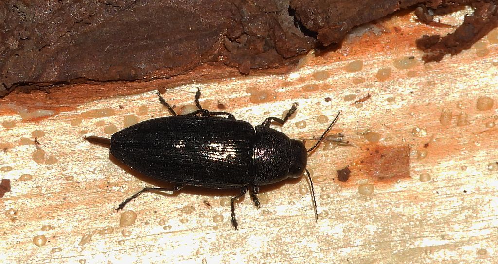 Bogatek spiżowy (Buprestis haemorrhoidalis)